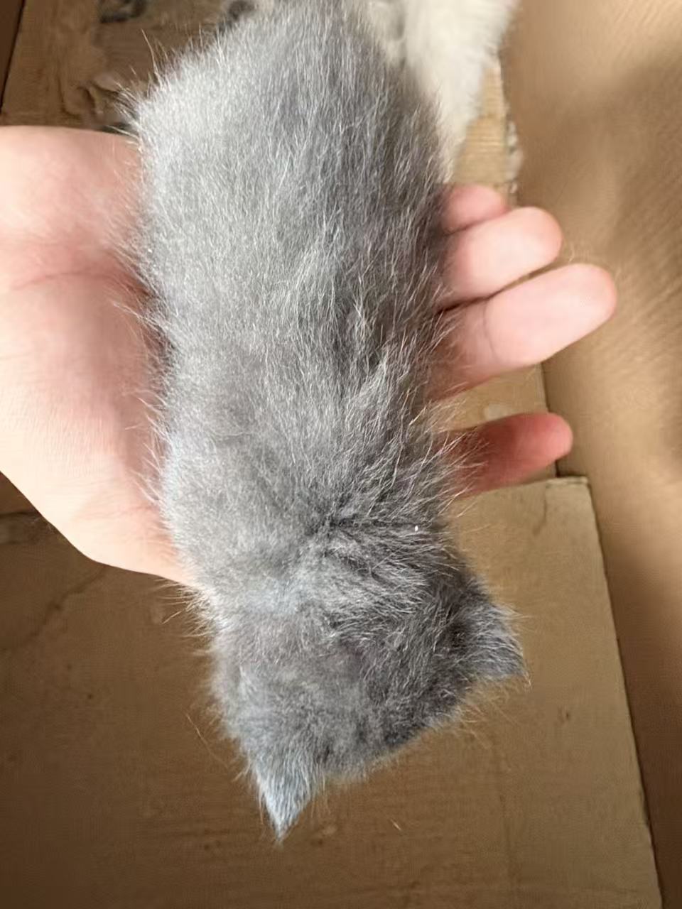 小灰在纸箱里低头休息