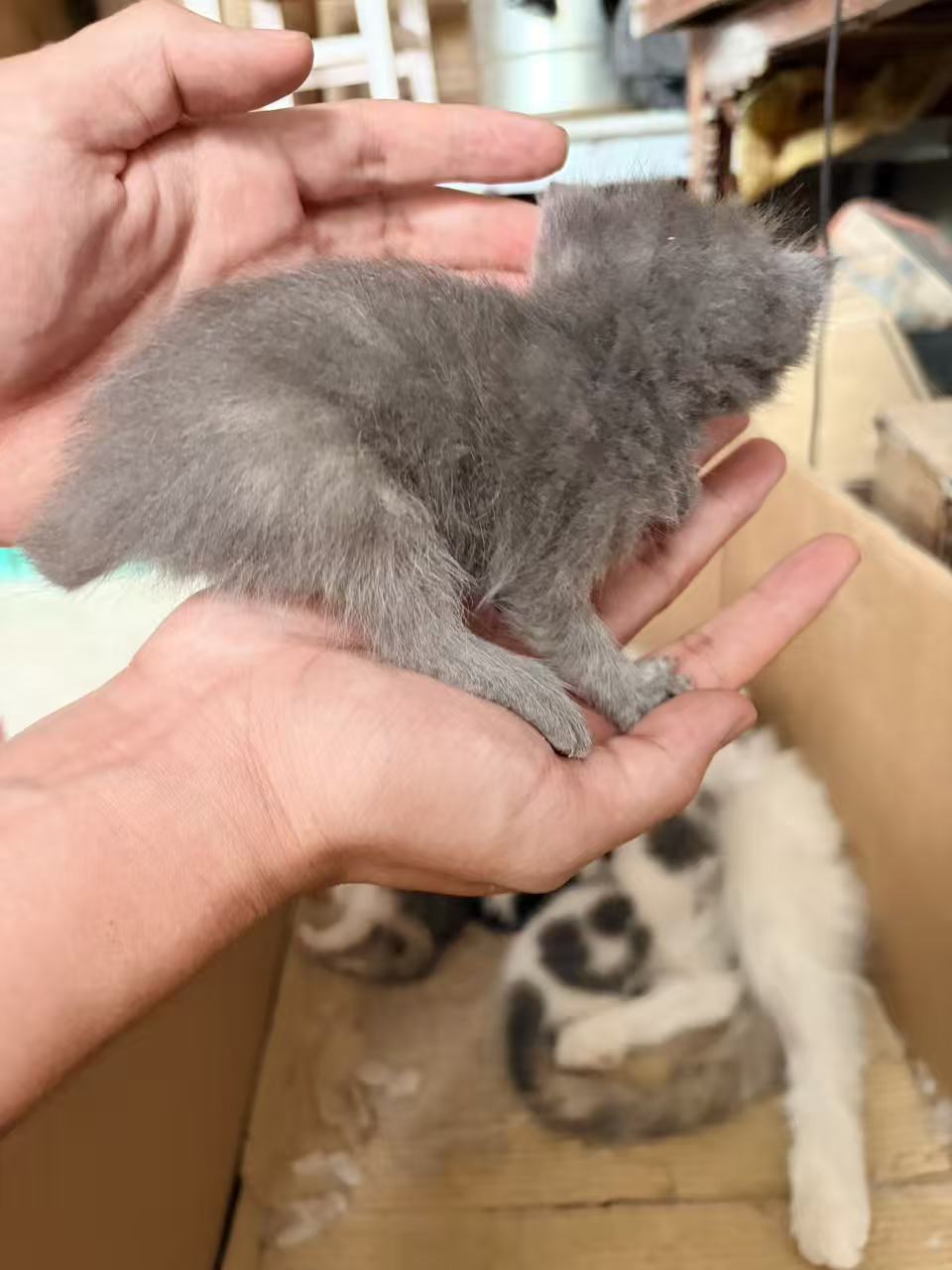 小灰被轻轻托在手心