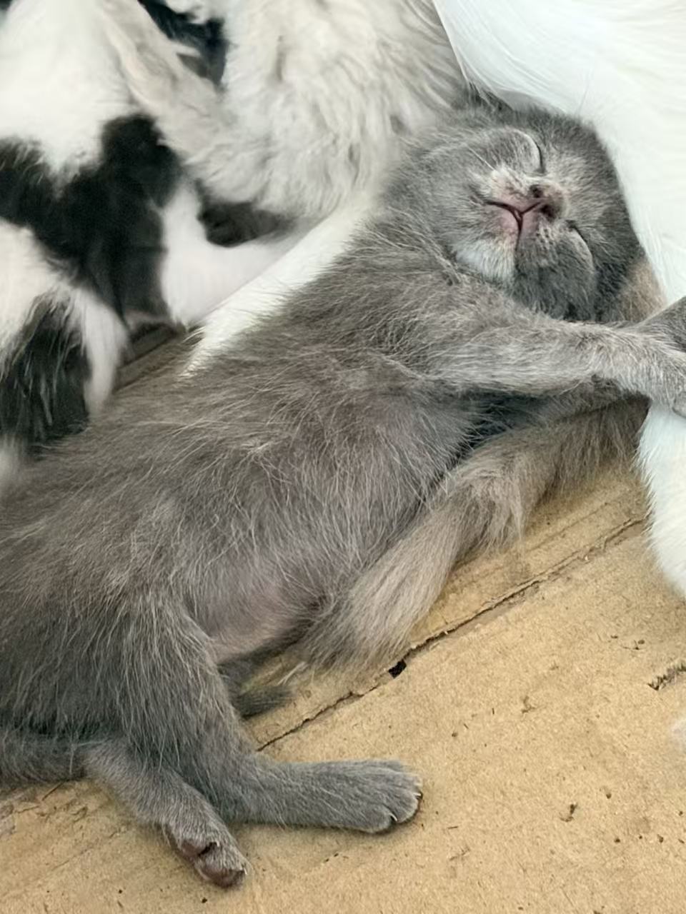 小灰伸着前爪安睡