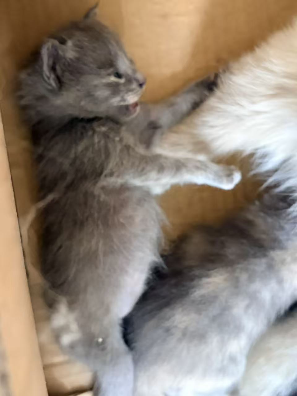 小灰在纸箱里伸展前爪